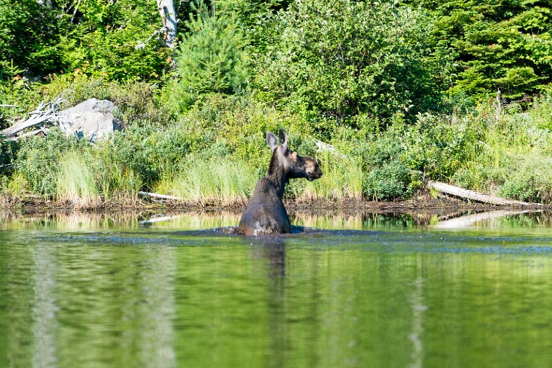 20150717_080405 D4S.jpg - On Lucky Pond w Moose